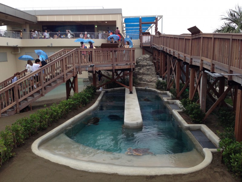 新江ノ島水族館　ウミガメプール設置工事